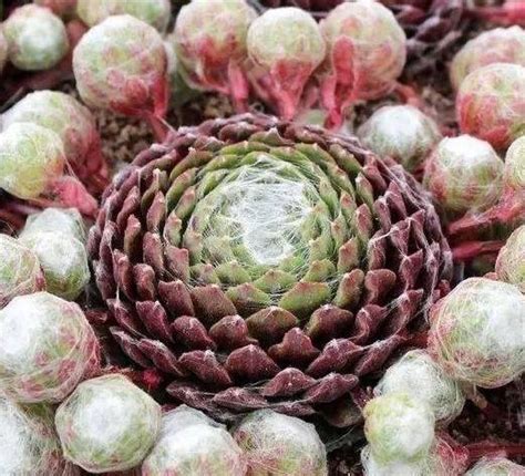 屋頂長生花|卷絹Sempervivum arachnoideum